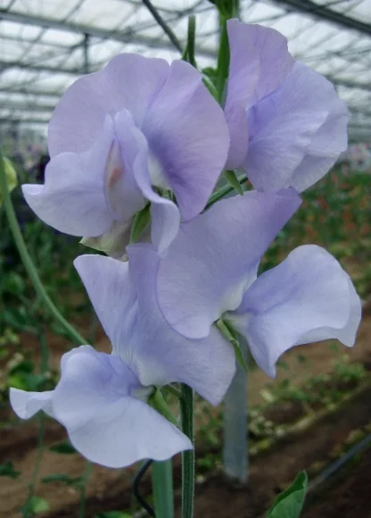 springlight_blue.jpg