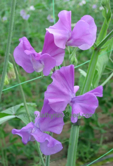 springmauve.jpg