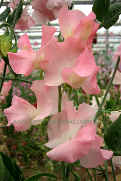 Owls Acre Sweet Pea Spring Sunshine Peach