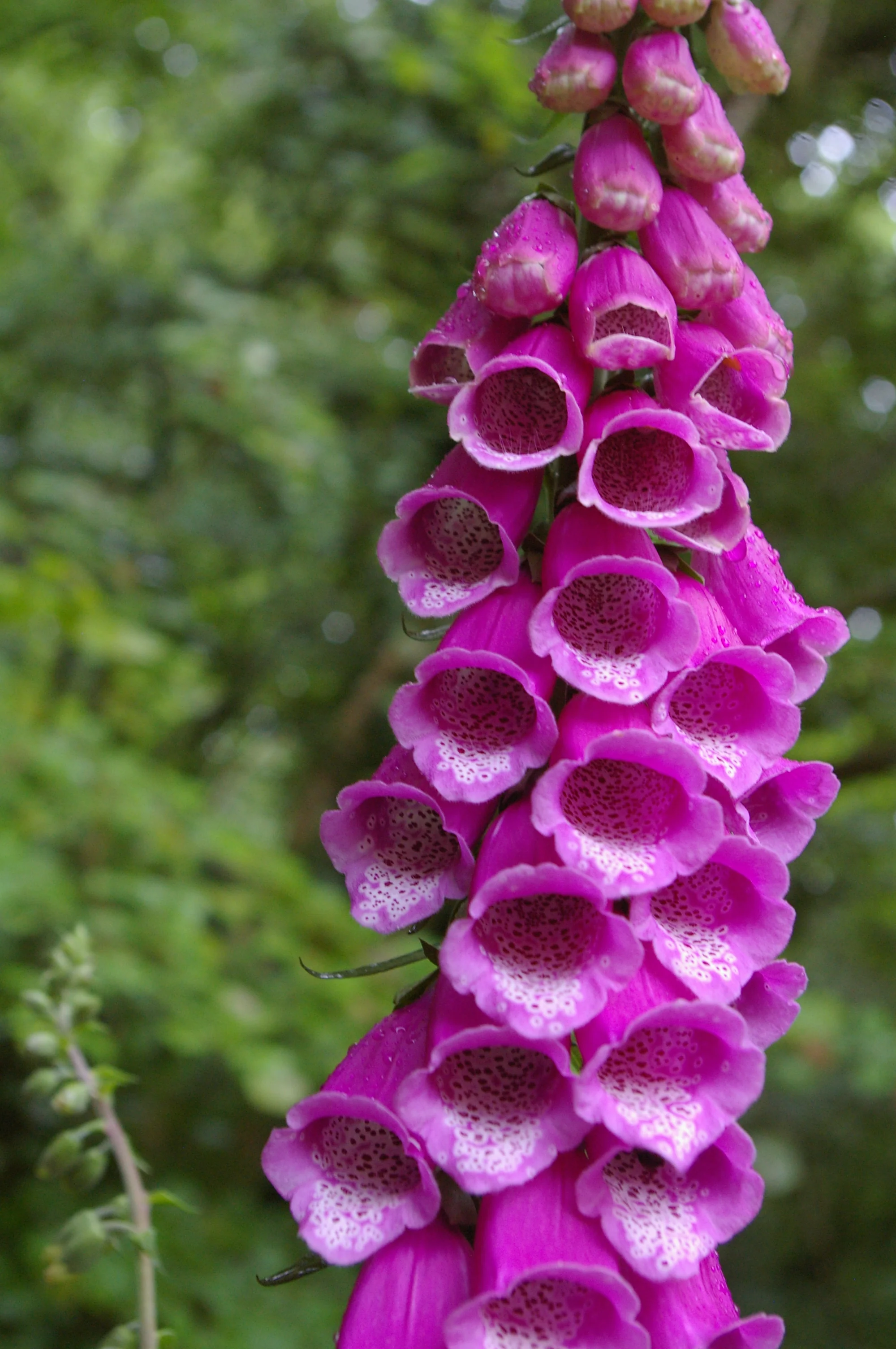 Wild foxglove in Penny's Wood, South Devon, June 2016.