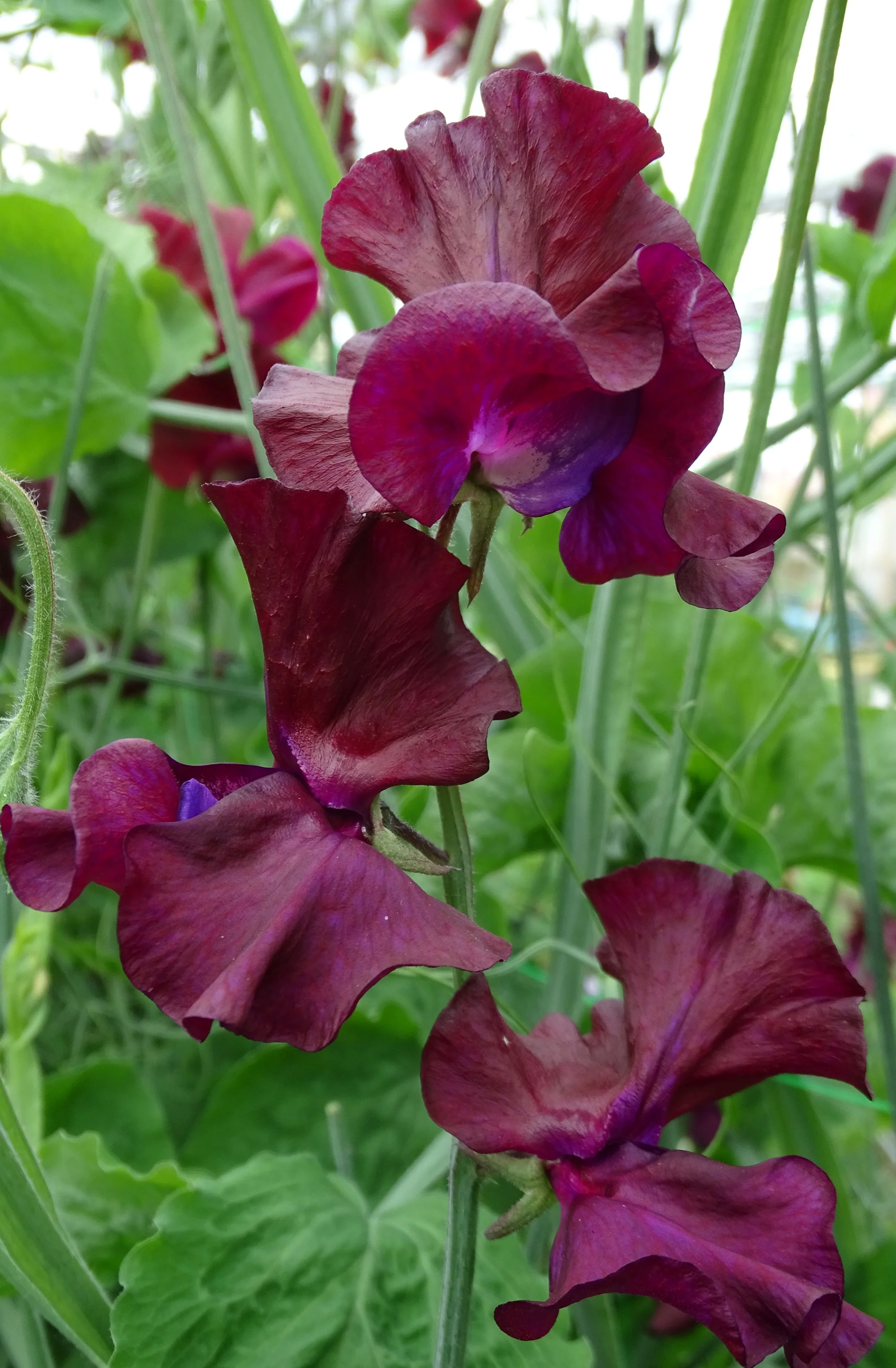 Windsor — Owl's Acre Seed