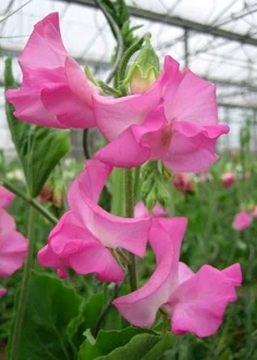 ws rose label.jpg