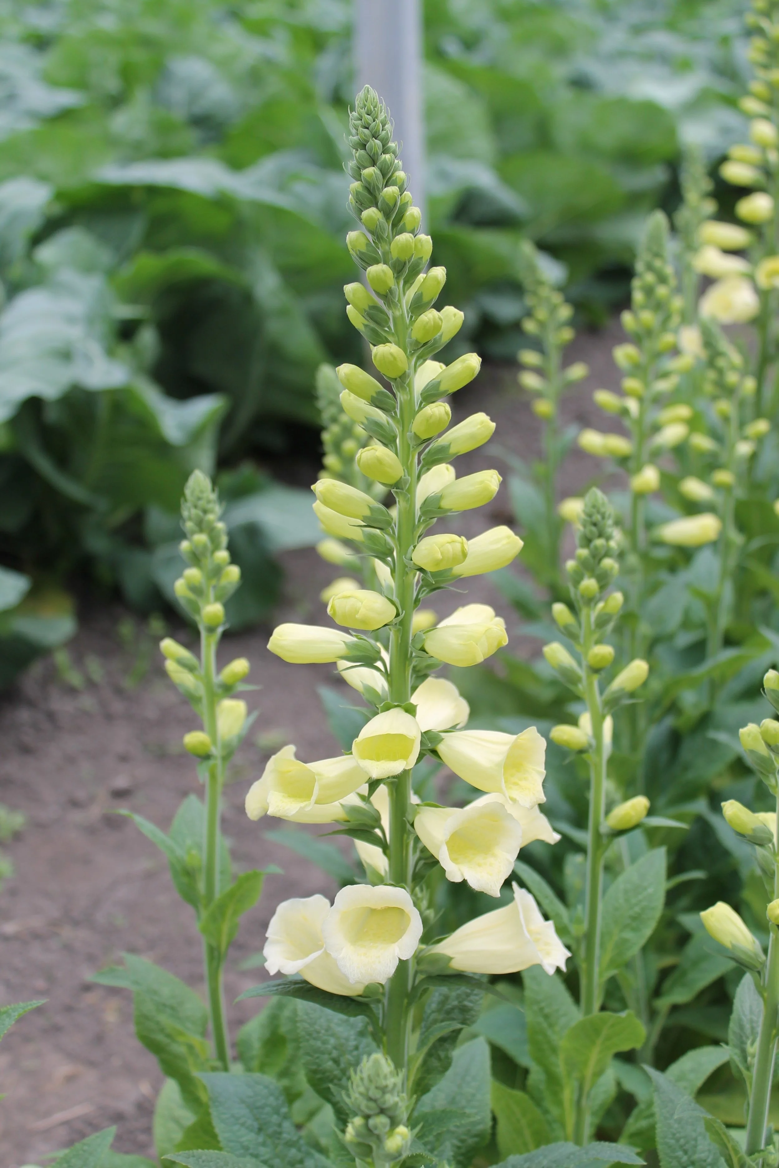 Owls Acre Foxglove Digitalis Limoncello