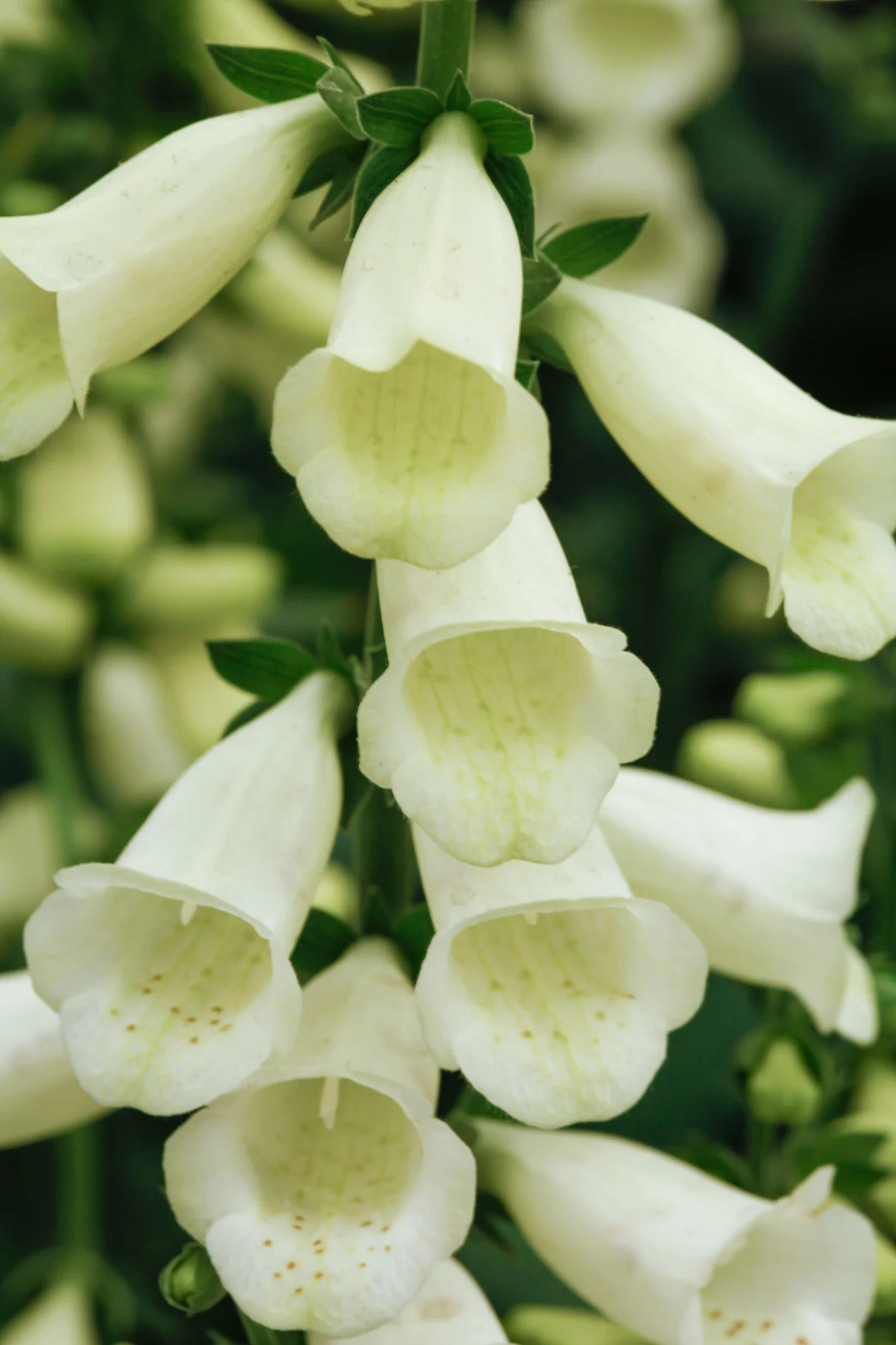 Owls Acre Foxglove Digitalis x Lucas White