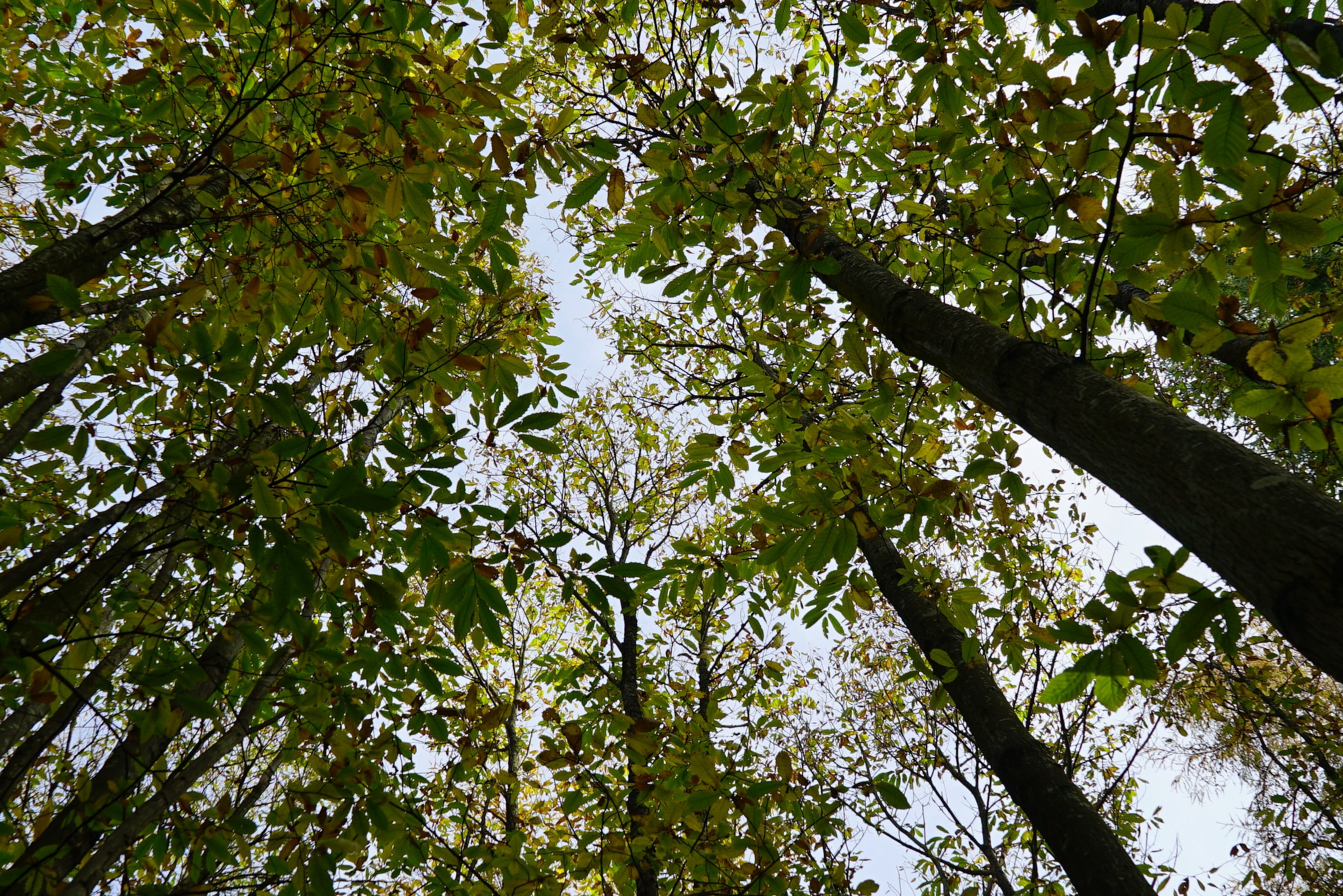 Hydestile Tree canopies.JPG