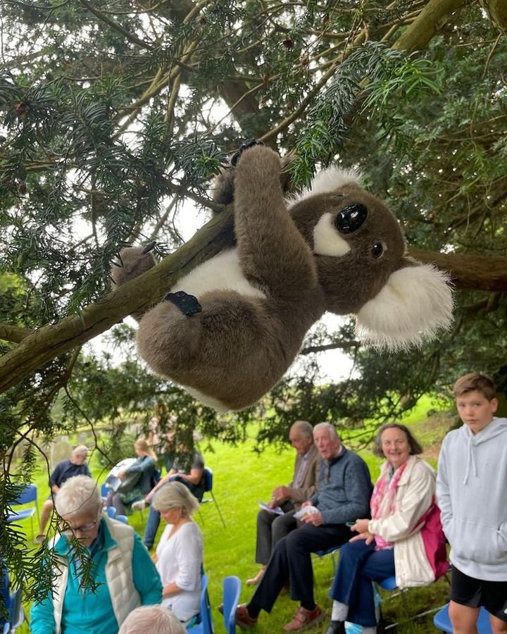 231001 Pet service koala in tree.jpg