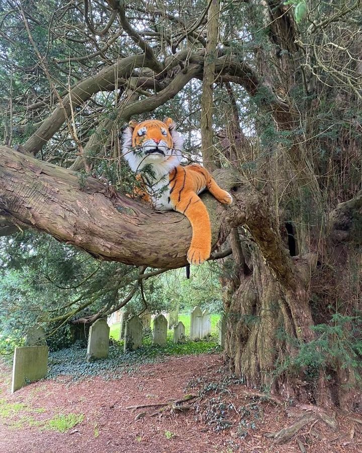 231001 Pet service tiger in the tree.jpg