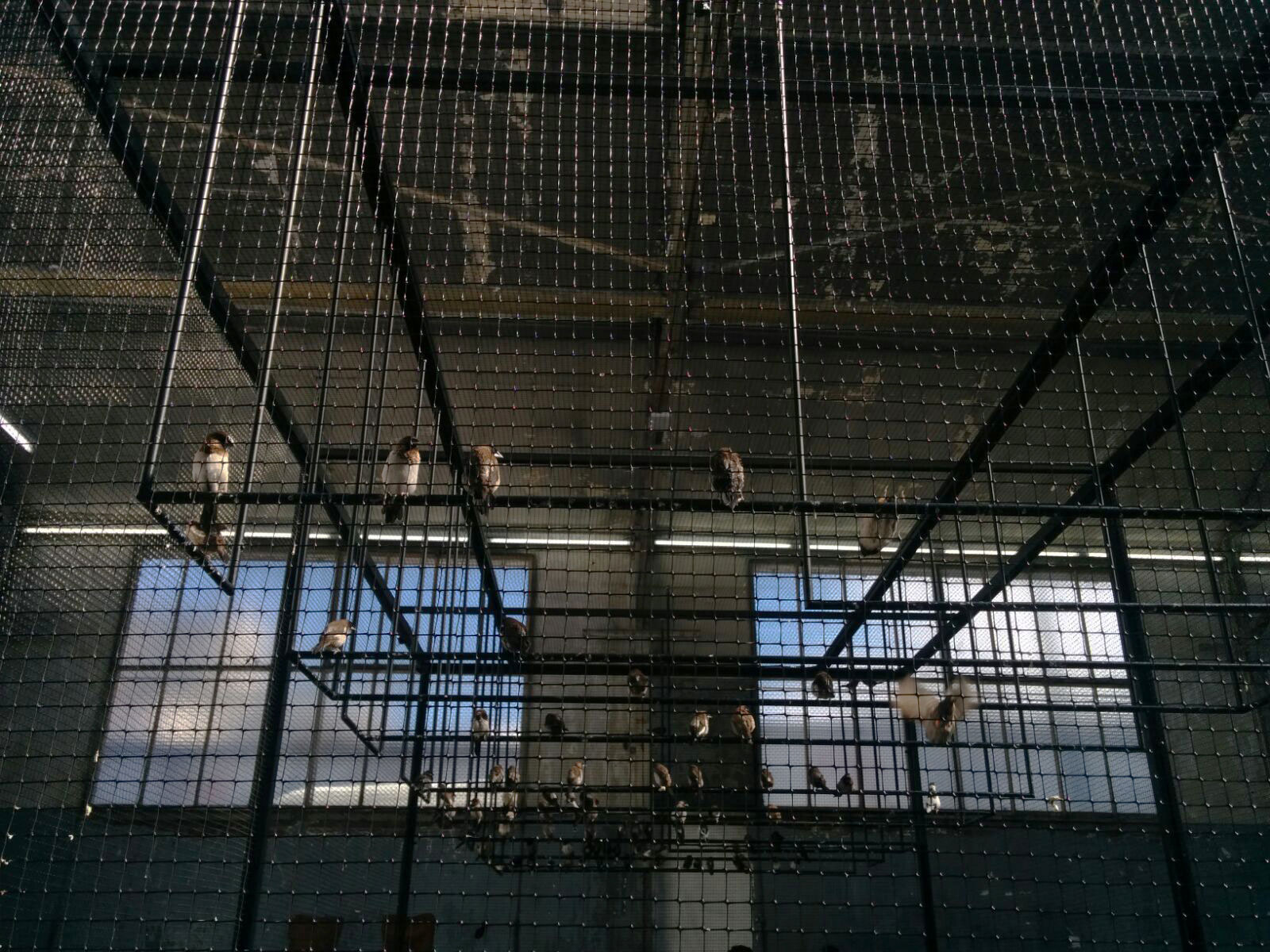 The birds' perches appear indistinctly composed from this perspective.