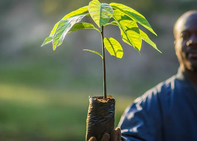 Planting Trees to Fight Poverty