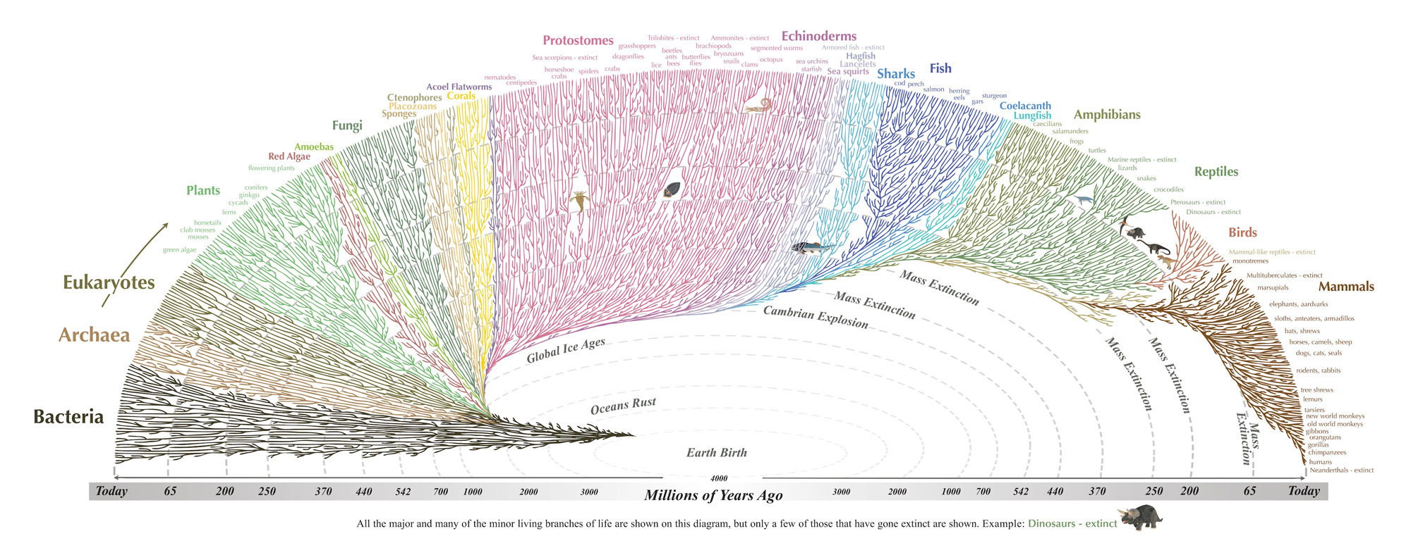 Note time line starts in bottom middle of diagram and fans out on either side (like the rings of a tree). 