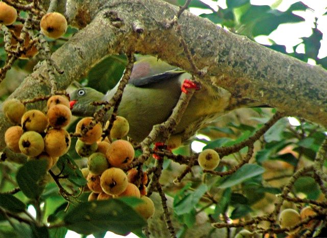 Ficus sycomorus with Green Pigeon. 