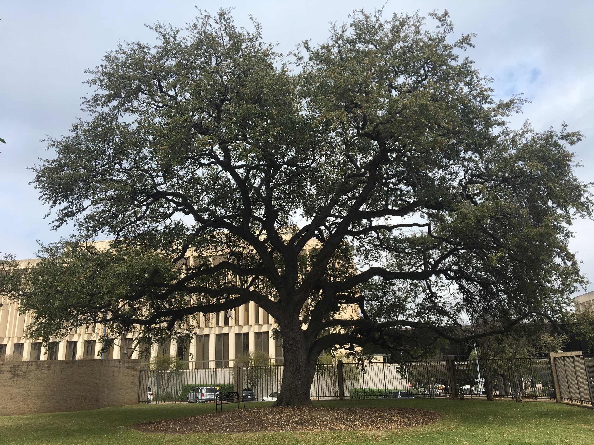First Baptist's "Tree of Life" photographed 2/26/17, roughly 10 years after its transplant. :)