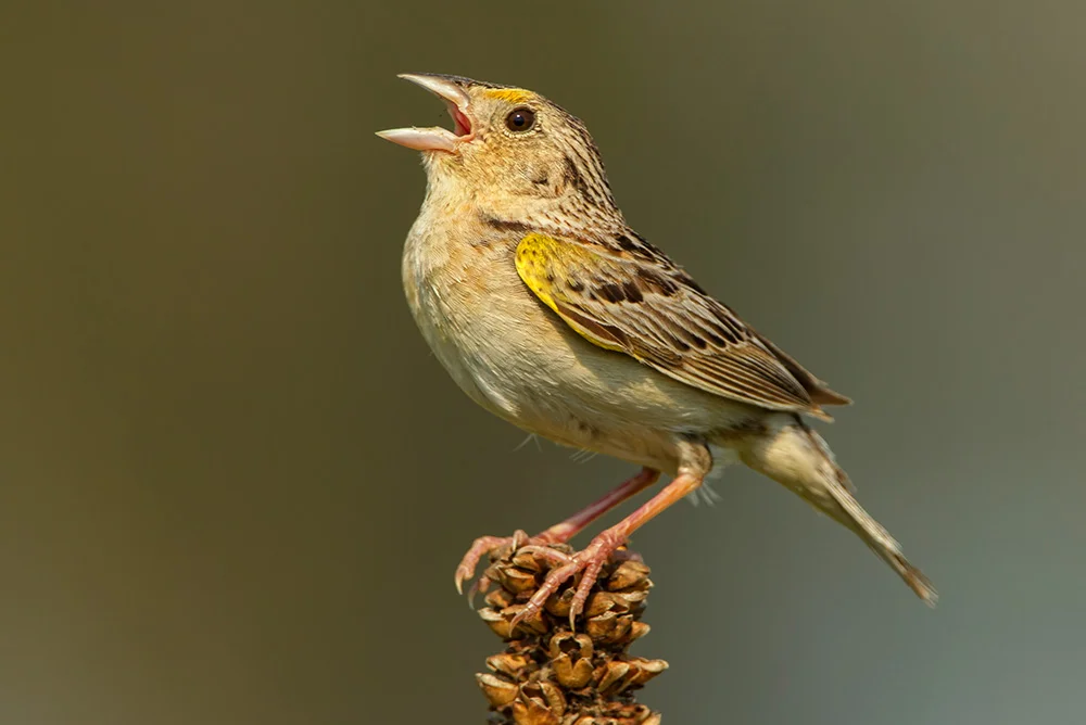 Why Should Christians Care? (V. Samuel Wells)