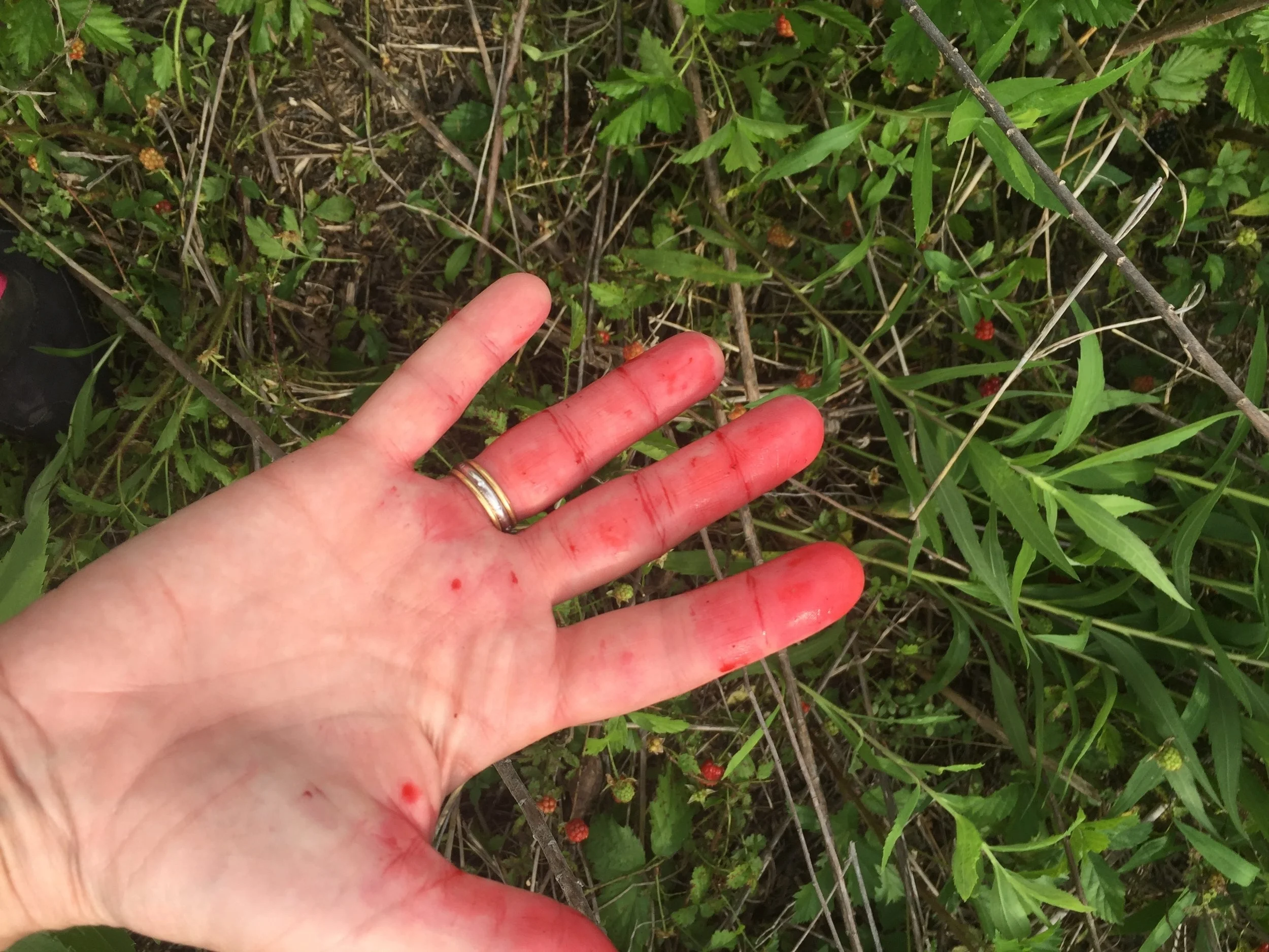 The Earth Restores                                             (Amie Stone King)