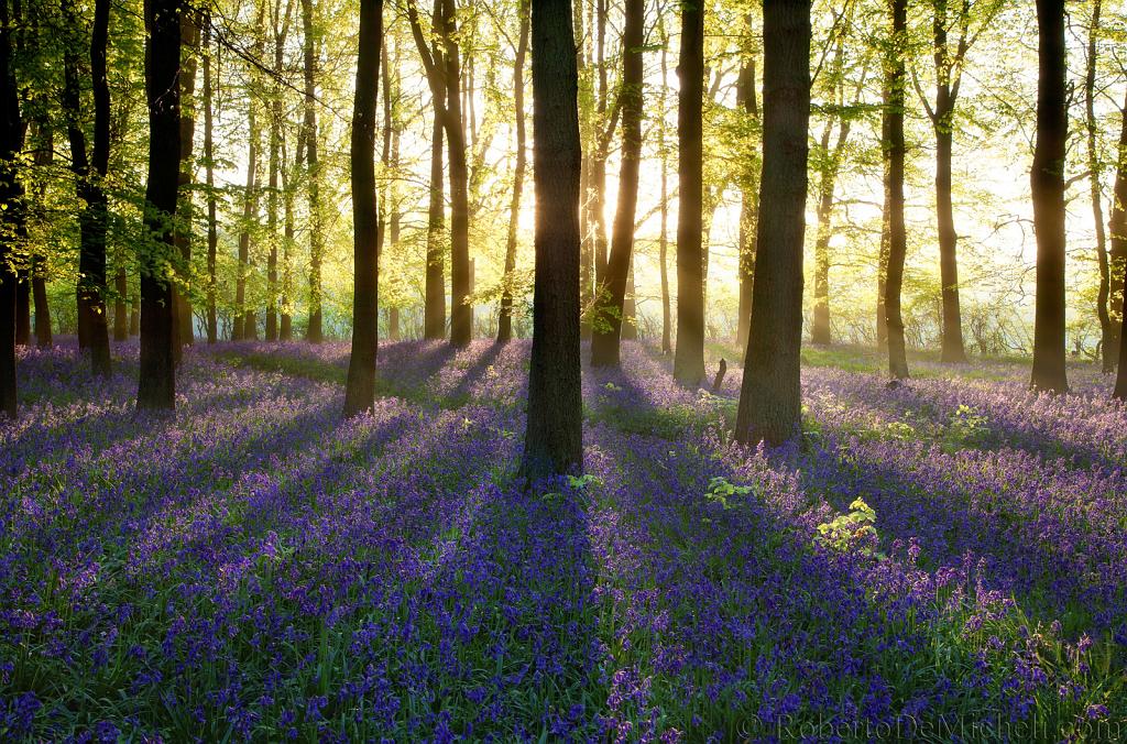 Traditional Jewish Songs about Trees