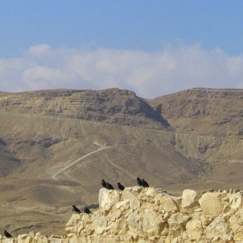 Photos of wildness and domestication from the Holy Land taken by Reverend Retzlaff.