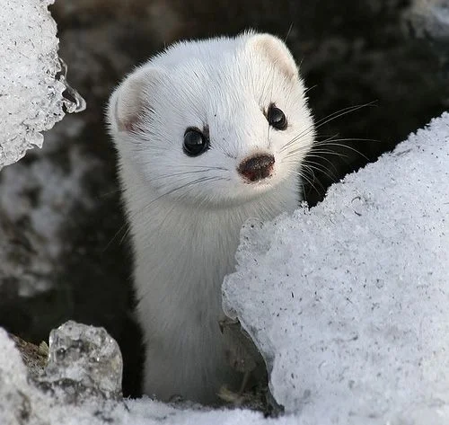 9384fe1b4b52147435122a33d7ad7e55--so-cute-wild-animals.jpg