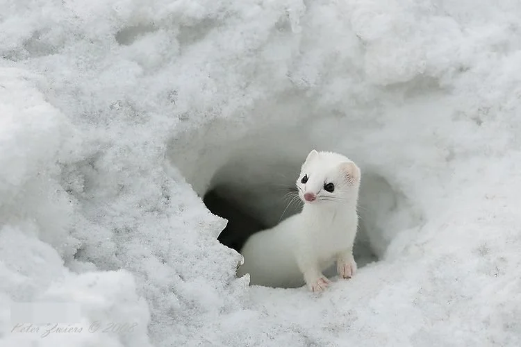 Ermine, ( Mustela erminea ), also called stoat, short-tailed weasel, or Bonaparte weasel, are widely distributed across North America and Eurasia. The species is called ermine during its winter white phase. Ermine pelts were used historically in royal robes in Europe. Learn more .