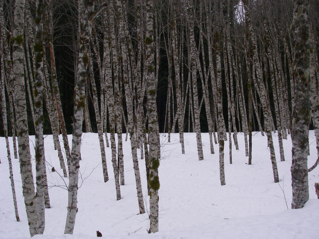 Alder trees.