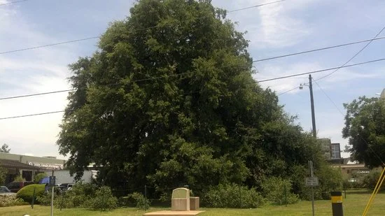 Treaty Oak circa 2017. 
