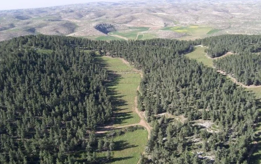 Reforesting Israel, Restoring Israel