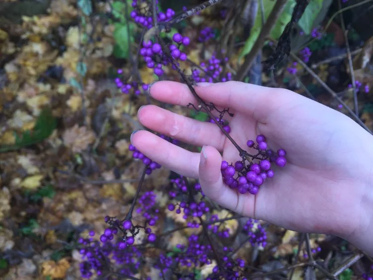 FINDING THE SEASONAL COLOR WITHIN THE NATURAL WORLD BEGINS TO AWAKEN THE SENSES AND IS A FUN ACTIVITY FOR CHILDREN! 