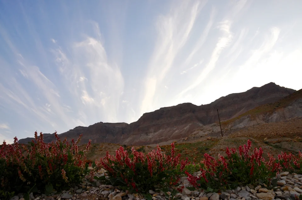 flowers-in-judean-desert.jpg