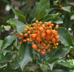 rowan-tree.jpg