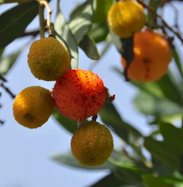 hybrid-strawberry.jpg