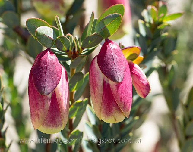 Another wildflower which only grows in this region, is the Qualup Bell - Pimelia physodes . We were lucky to see it at the end of the October, as it generally only flowers from July to September. 