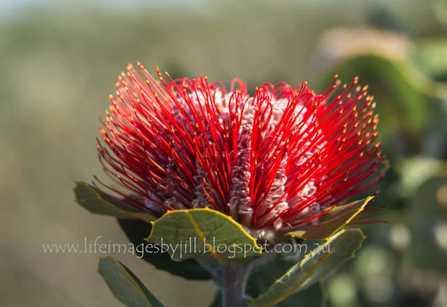 Web-ScarletBanksia-Hopetoun-JHarrison--7767.jpg