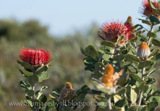 Another of the iconic wildflowers in this region is The Royal Hakea - Hakea victoria . The Aboriginal Noongar name for the plant is Tallyongut. It grows from 1 - 3 metres high and flowers in June to August. But it is the leaves which are the most striking part of the plant, ranging from green through yellow to burnt orange. I could see where the flowers had been, but I am yet to see it flowering as we were a little late. I need to be a few months earlier next time. 