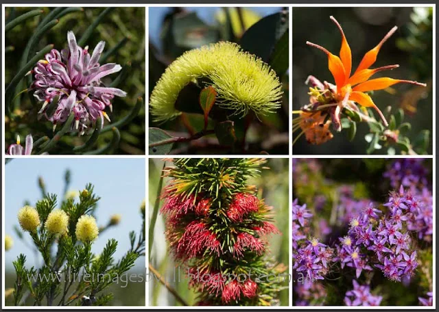 And a few more wildflowers from The Fitzgerald River National Park. Clockwise from top left.... Coneflower, Eucalyptus (perhaps the Bell Fruited Mallee - Eucalyptus pressiana ), chittick - Lambertia inermis , starflowers, the Dense Clawflower - Calothamnus pinifolius , and one of the melaleucas.