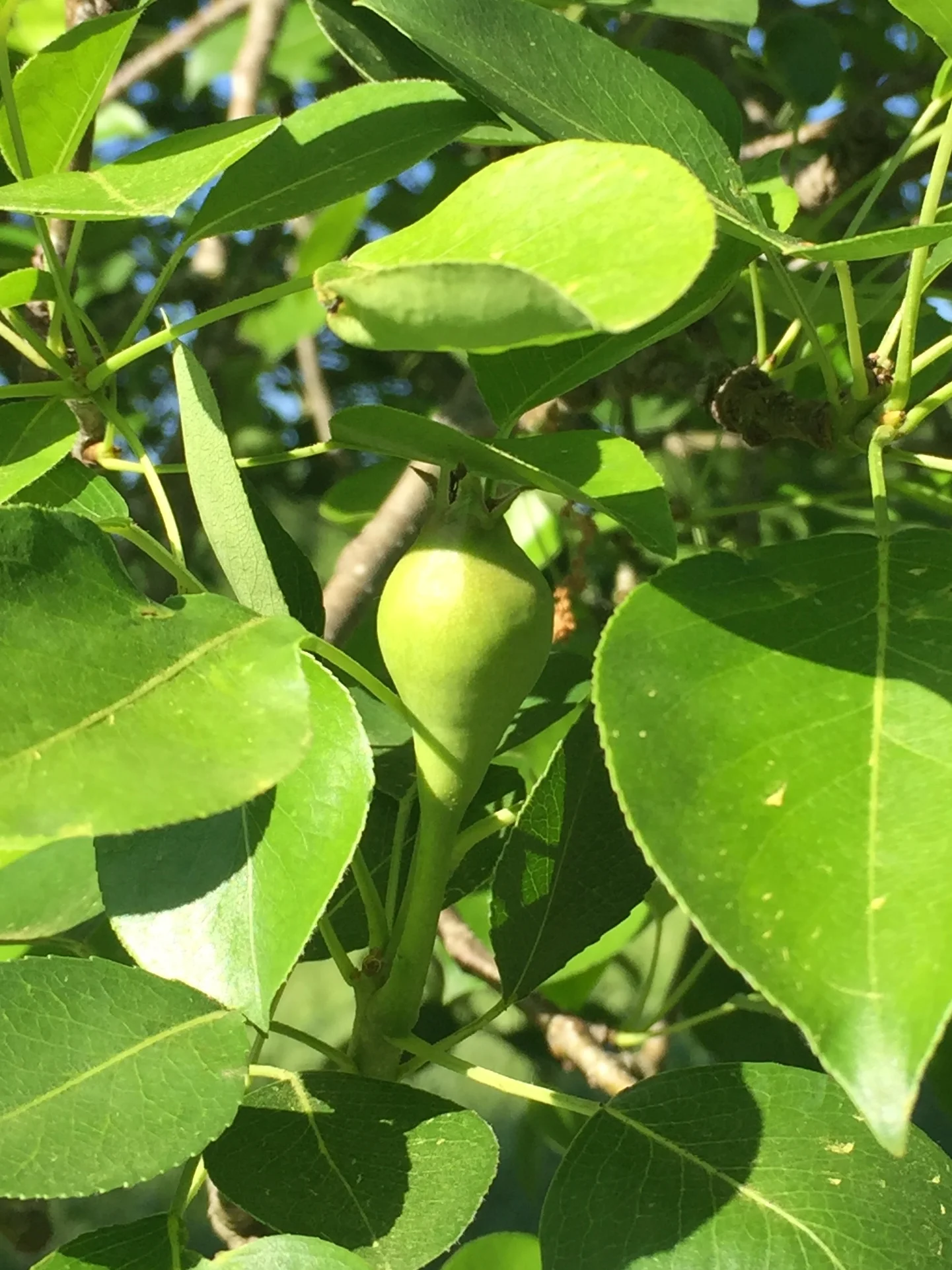 Pear tree. 