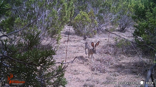 Jackrabbit on the hop. 