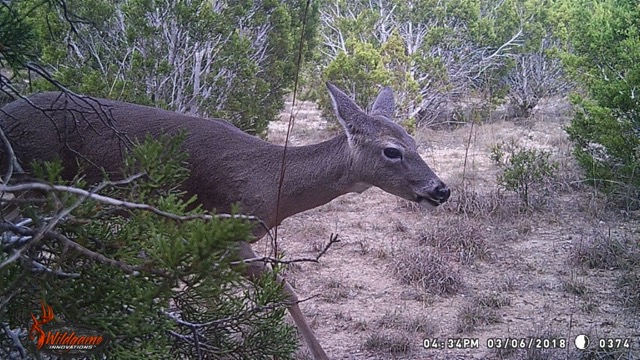 Wildlife photographed on site at Carmen's church, New Life Lutheran . 
