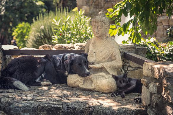 Buddhism on Animals — AllCreation.org