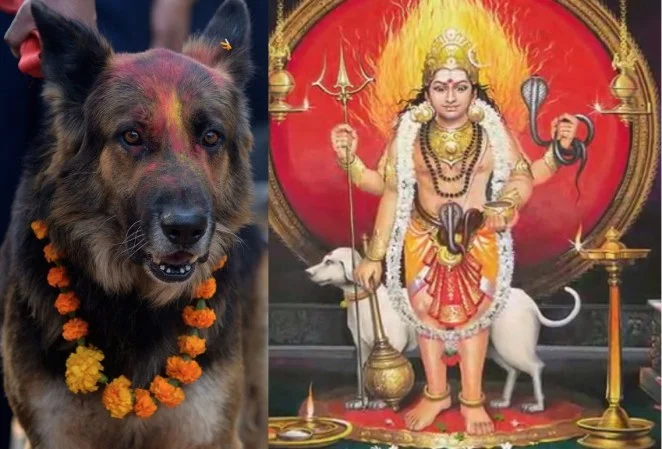 dog.jpg
