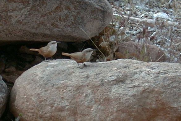http---www.kaibab.org-kaibab.org-tr991-lg991205.jpg