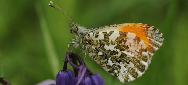615px-Orange-tip-on-Bluebell-Scotland-Barbara-Mearns-1.png
