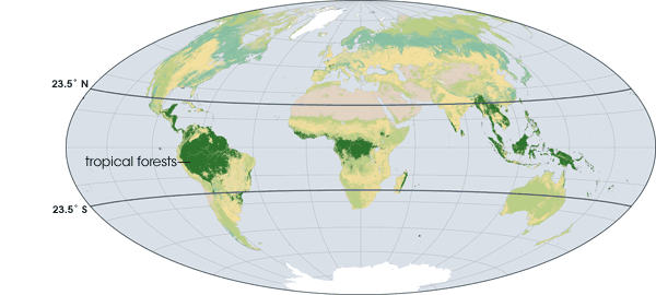 Earth's tropical forests contain half or more of all biodiversity. 