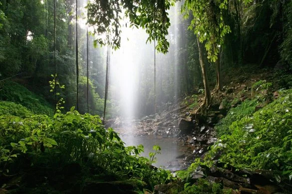 http---2.bp.blogspot.com--QL6y7i8CzPE-T9Z6Hf1fdBI-AAAAAAAABtw-FGJ781c987Y-s1600-Lush+rainforest+towers+Crystal+Shower+Falls+3.jpg