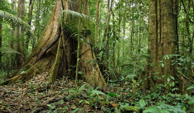 http---blogs.wwf.org.uk-wp-content-uploads-Rainforest-Acre-Amazon.jpg