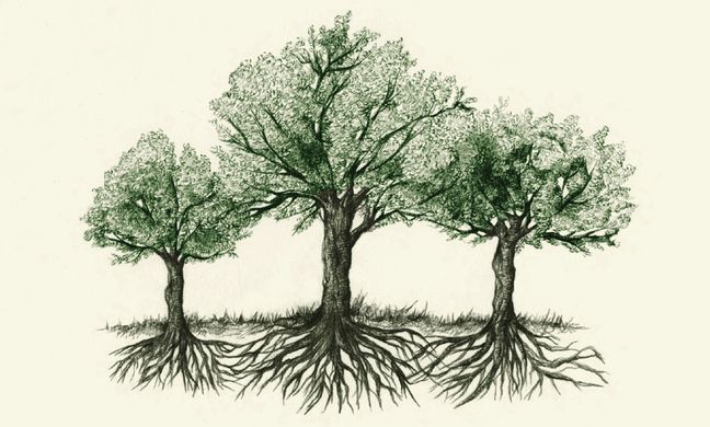 https---www.themonthly.com.au-sites-default-files-Hidden-Life-of-Trees-crop1.jpg