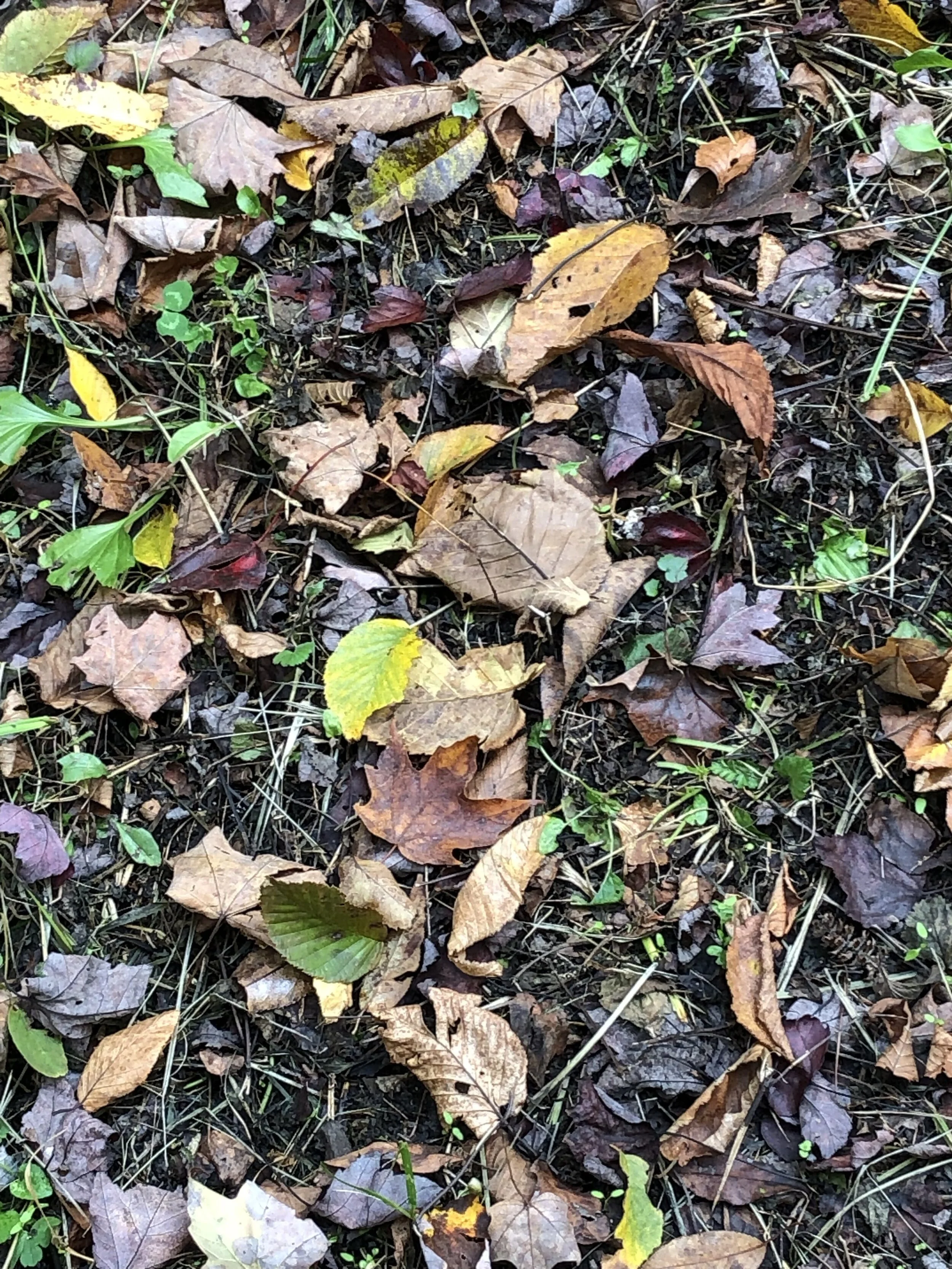 Finding God in My Backyard (Sue Searles)