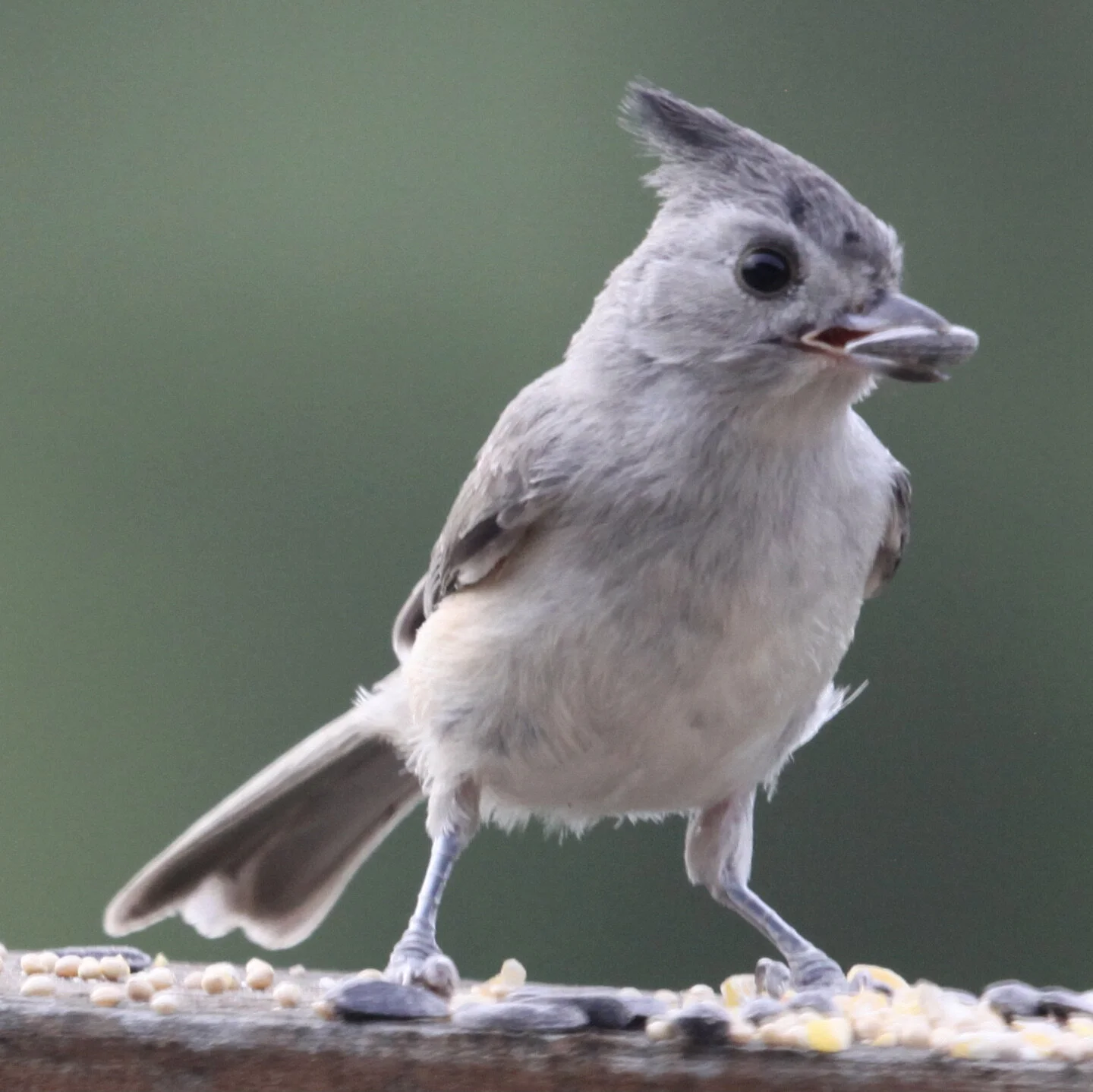 Seeing Life (Rev. Patti English)