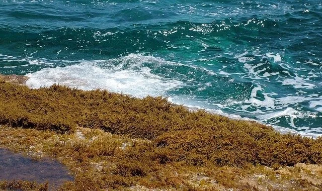 Sargassum is Sacred (Vance Blackfox)