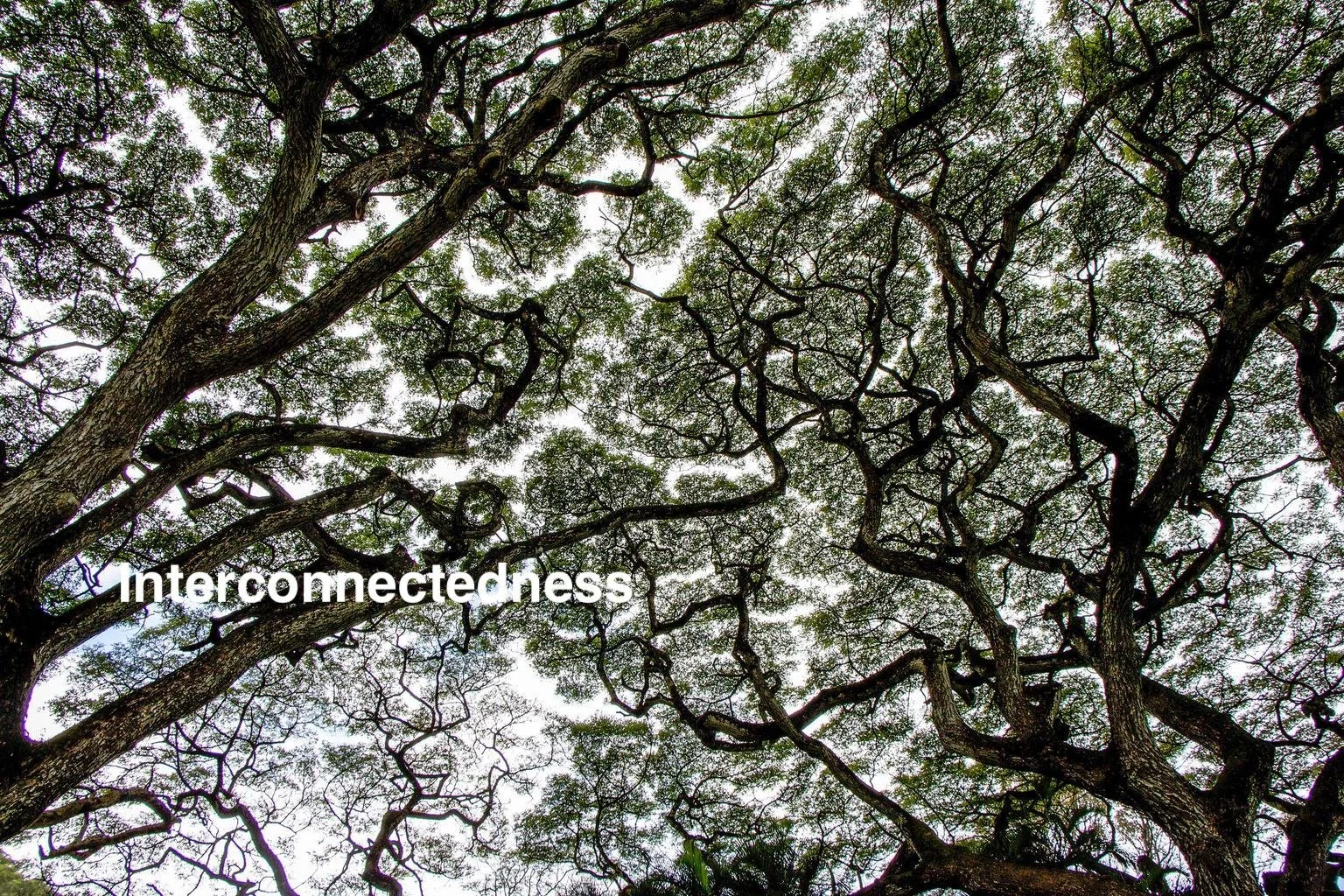 Spring Equinox Edition 2021, “Interconnectedness” (Rev. Carmen Retzlaff)