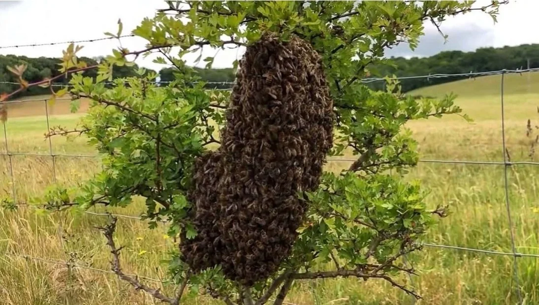 Swarms Can Be Beautiful (excerpts from Esther Vincent Xueming)