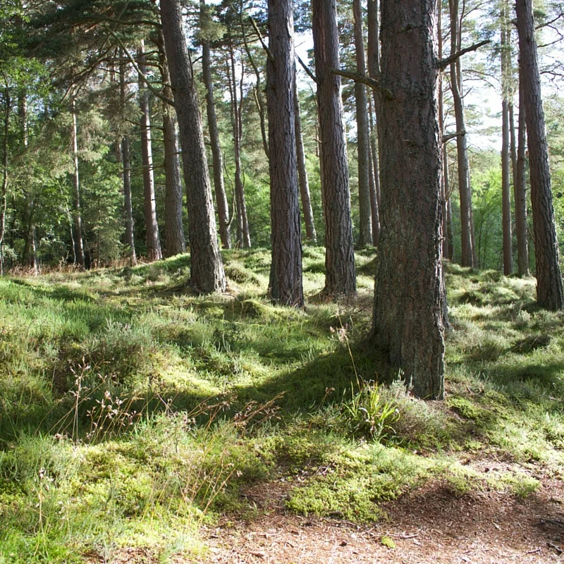 Ten Facts About Trees